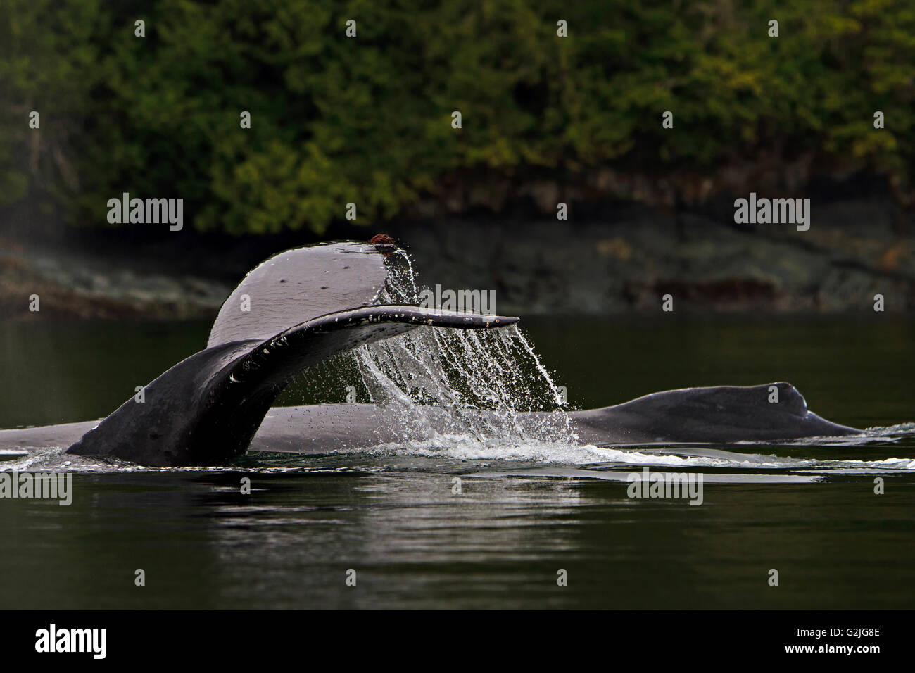 Two Humpack Whales (Megaptera novaengliae) traveling along British Columbia coastline Great Bear Rainforest British Columbia Stock Photo