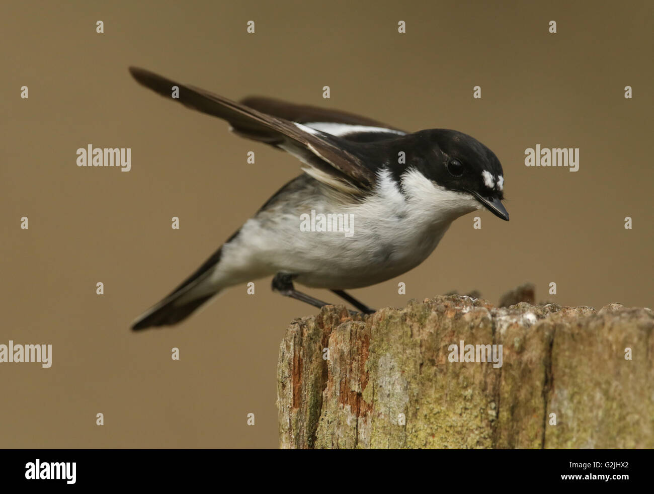A male Pied Flycatcher (Ficedula hypoleuca) watching over the female collecting nesting material. Stock Photo