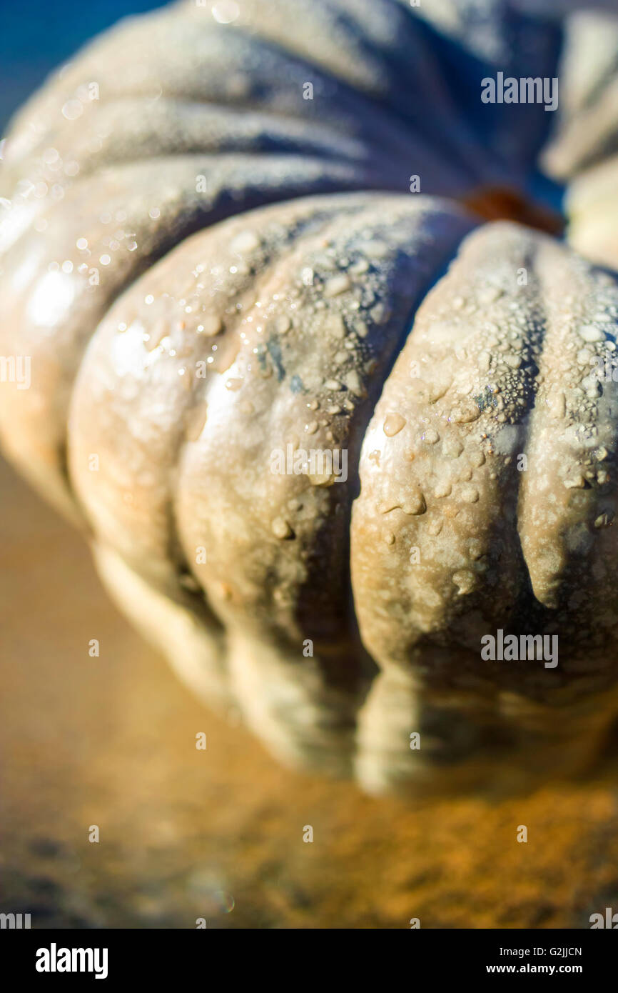 Close up of pumpkin with raindrops, early morning, Perth Western Australia Stock Photo