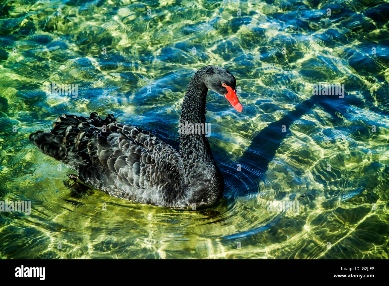 Beautiful black swan in rich emerald green water, Lakes Entrance Victoria Australia Stock Photo