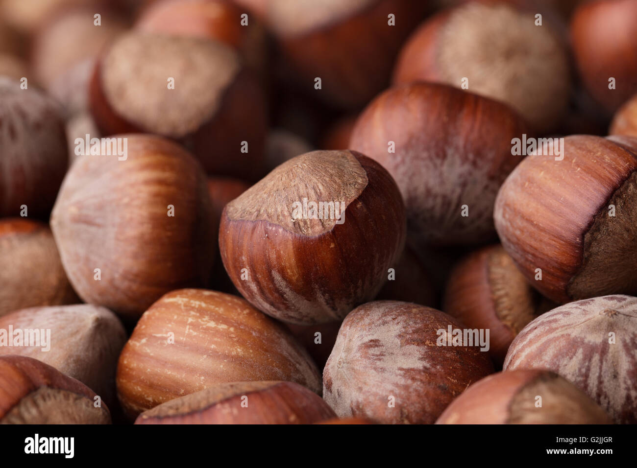 hazelnut hazelnuts hazel nut nuts corylus cobnut filbert nut filbert