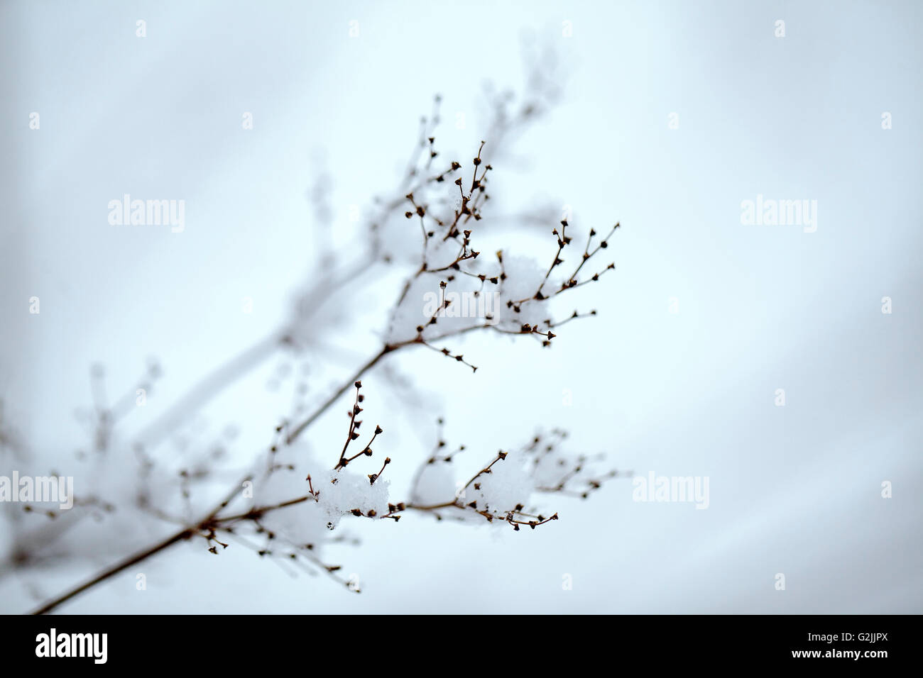 Close Up Detail shot of a fragile twig covered with ice and snow on a cold winter day Stock Photo