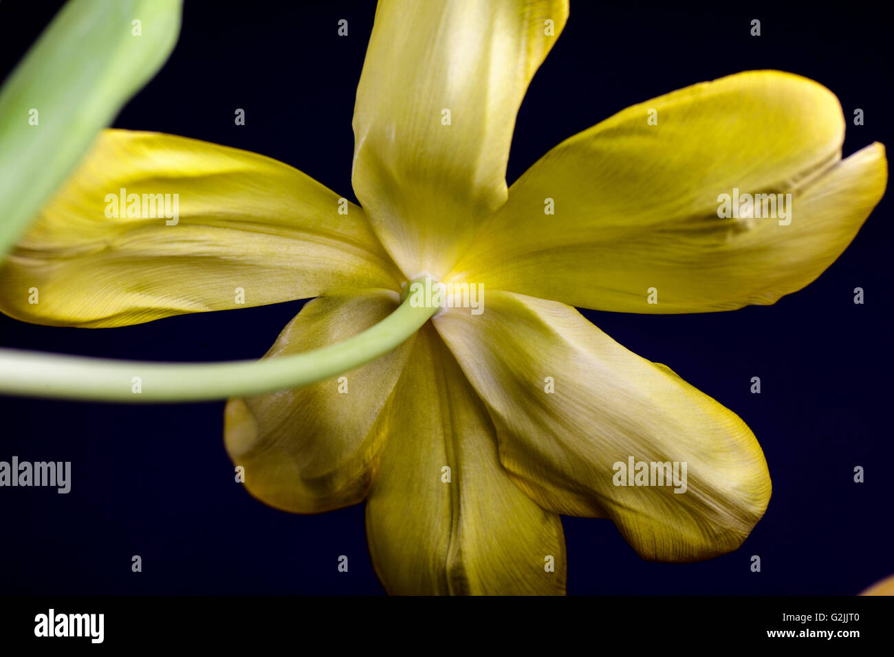 Shot beautiful tulip blossom hi-res stock photography and images - Alamy