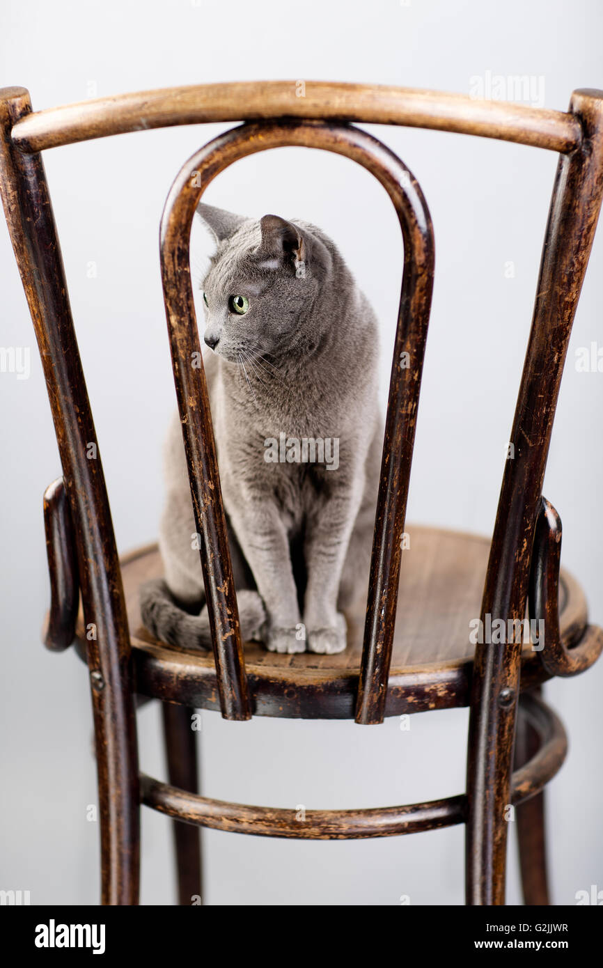 Studio Portrait of a elegant and beautiful purebred Russian Blue Cat on antique wooden Chair Stock Photo