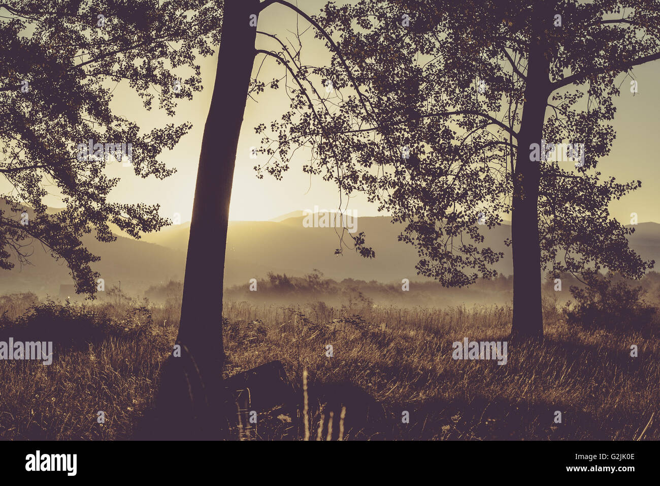 Morning forest hi-res stock photography and images - Alamy