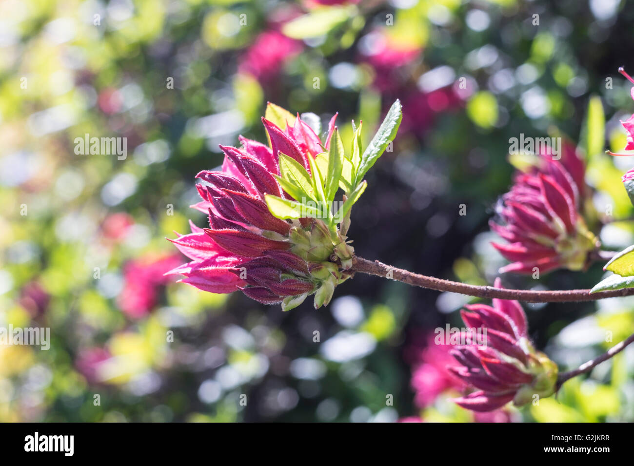 Rhododendron with dark pink petals against soft out of focus background Stock Photo