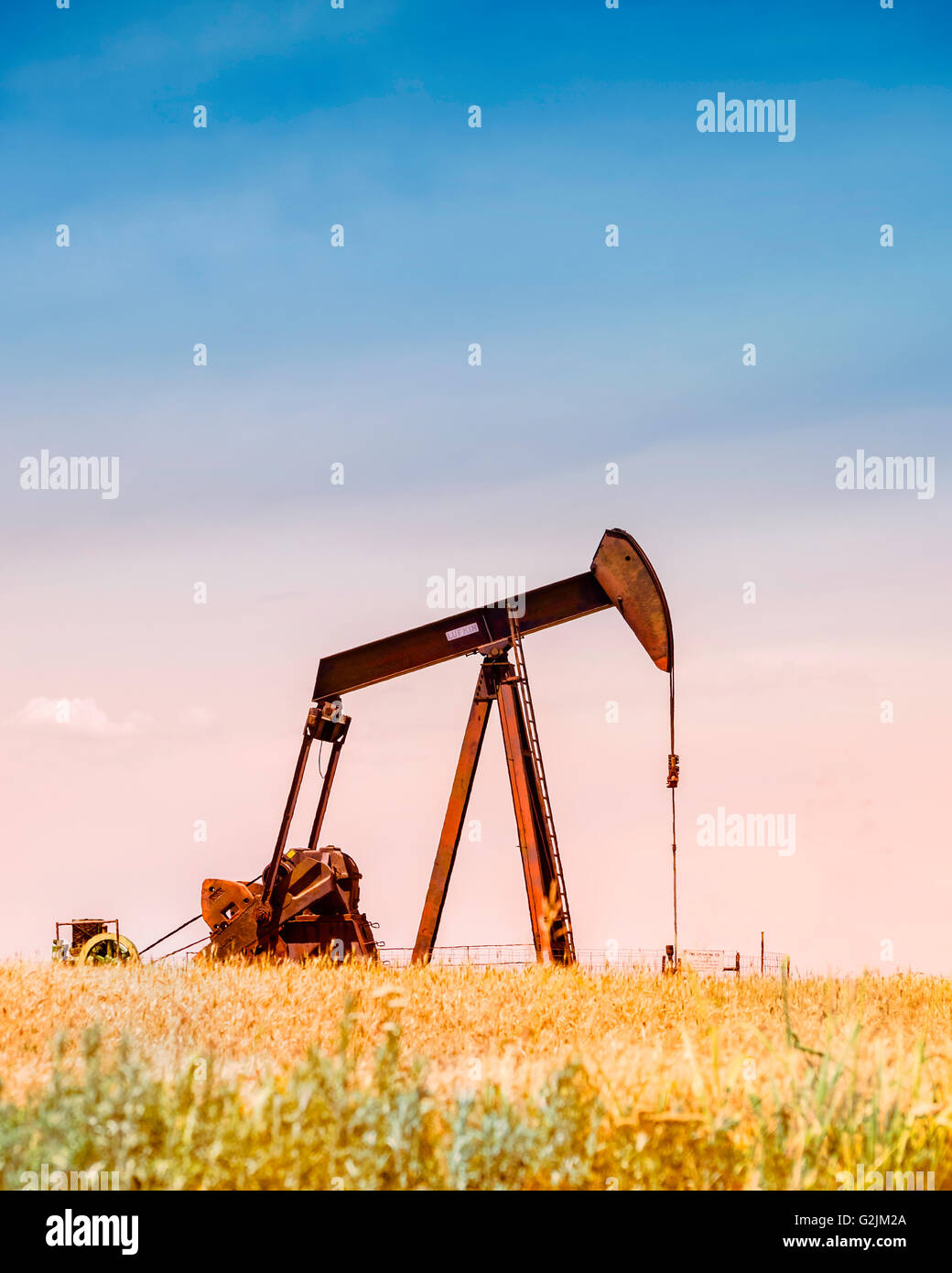 A pumpjack pumps oil in the middle of a ripe wheat field ready for