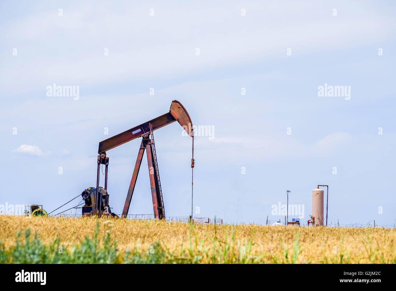 A pumpjack pumps oil in the middle of a ripe wheat field ready for