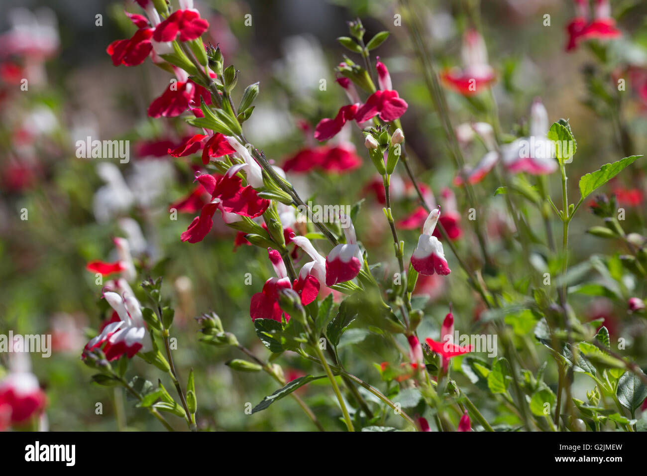 Red and white bee and hummingbird attracting plant Stock Photo