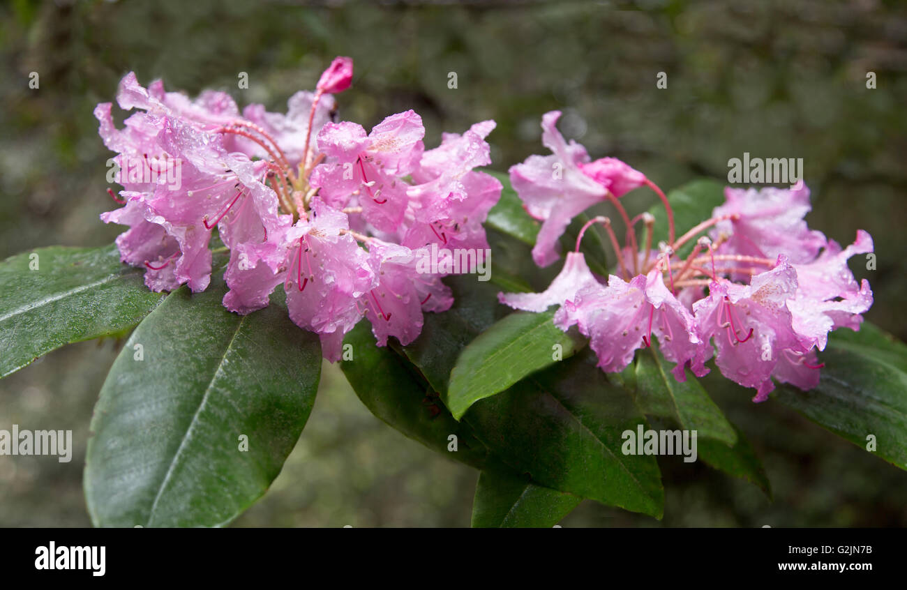 Close-up of Rhododendron flowering in Redwood forest, water droplets from rain, filtered light, early morning. Stock Photo