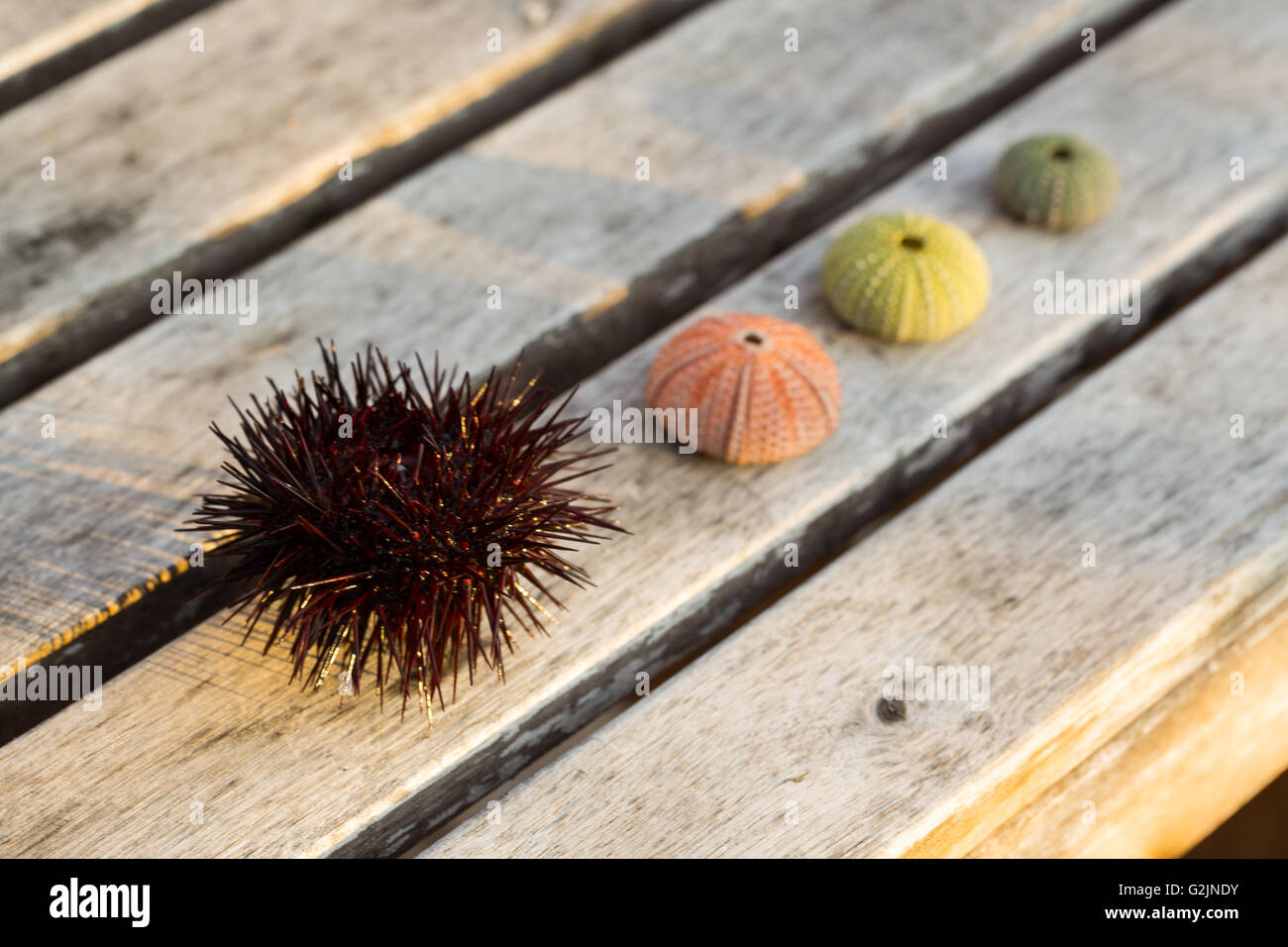 Colorful sea urchin shells on wood background. An orange and green sea urchin shells. Stock Photo