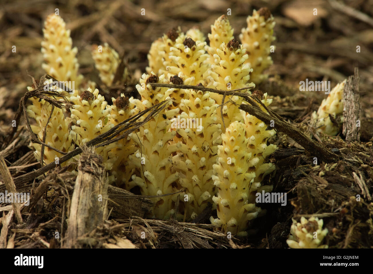 Parasitic plant with no chlorophyl and no photosynthesis.  Conopholis americana.   Most common name:  Squaw Root. Stock Photo