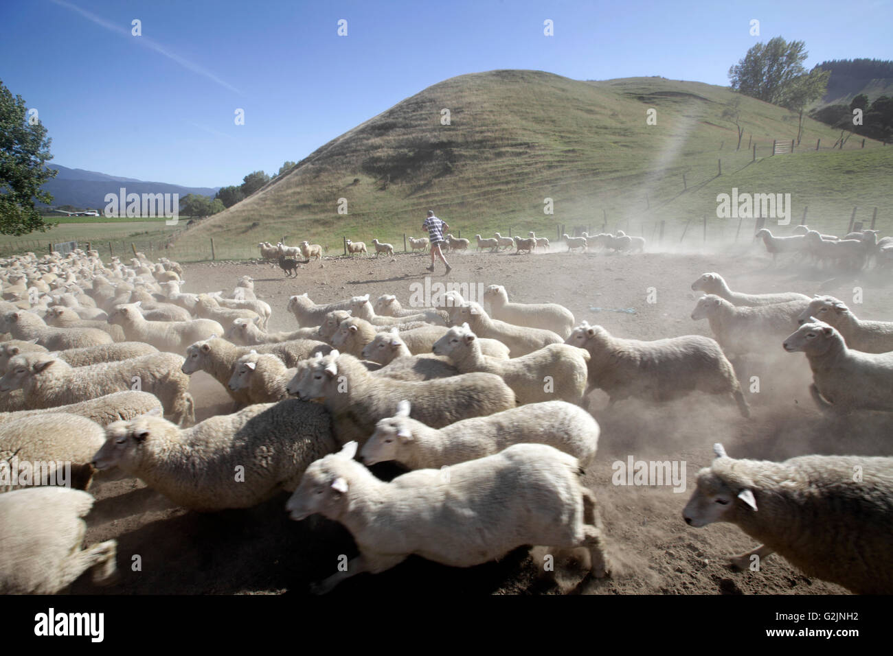 Sheep farm in Nelson, New Zealand Stock Photo Alamy