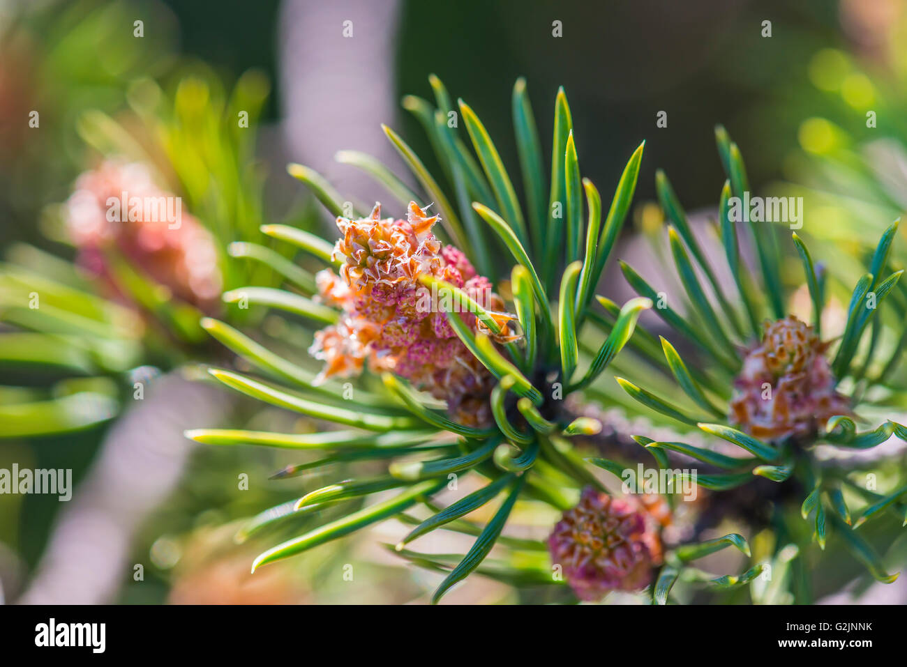 Pin Sylvestre High Resolution Stock Photography And Images Alamy