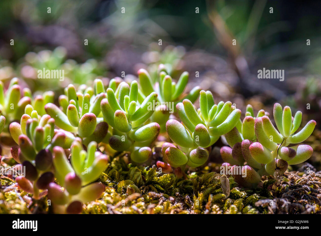 Plante Grasse en Forêt Provence france Stock Photo