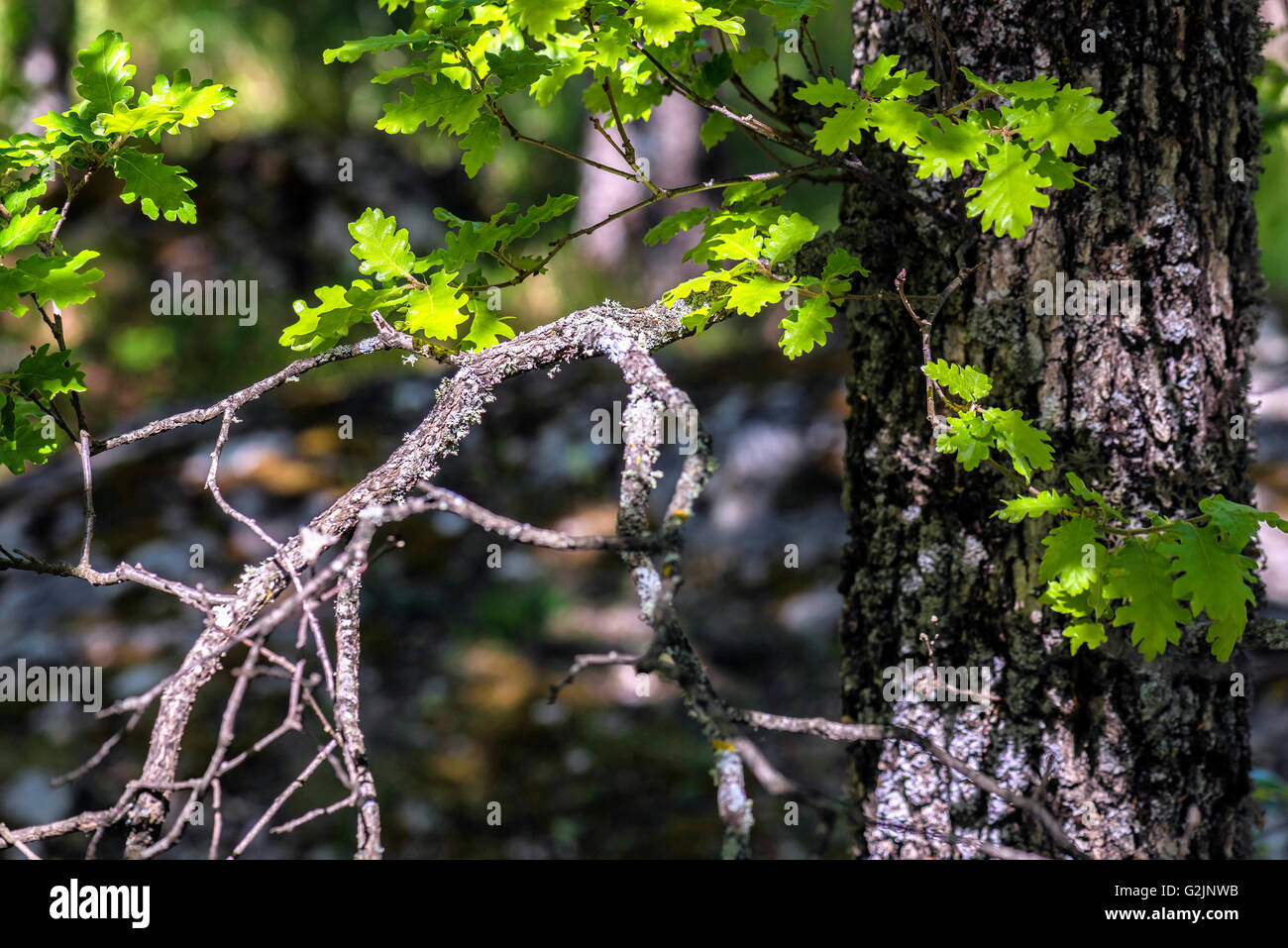 Branche de chêne pubescent Stock Photo Alamy