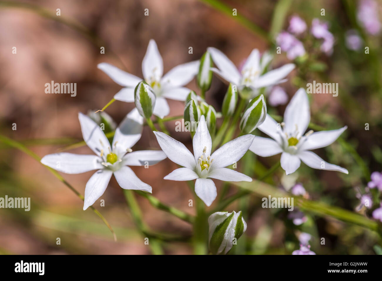 Ornithogale en ombelles longibracteatum Stock Photo