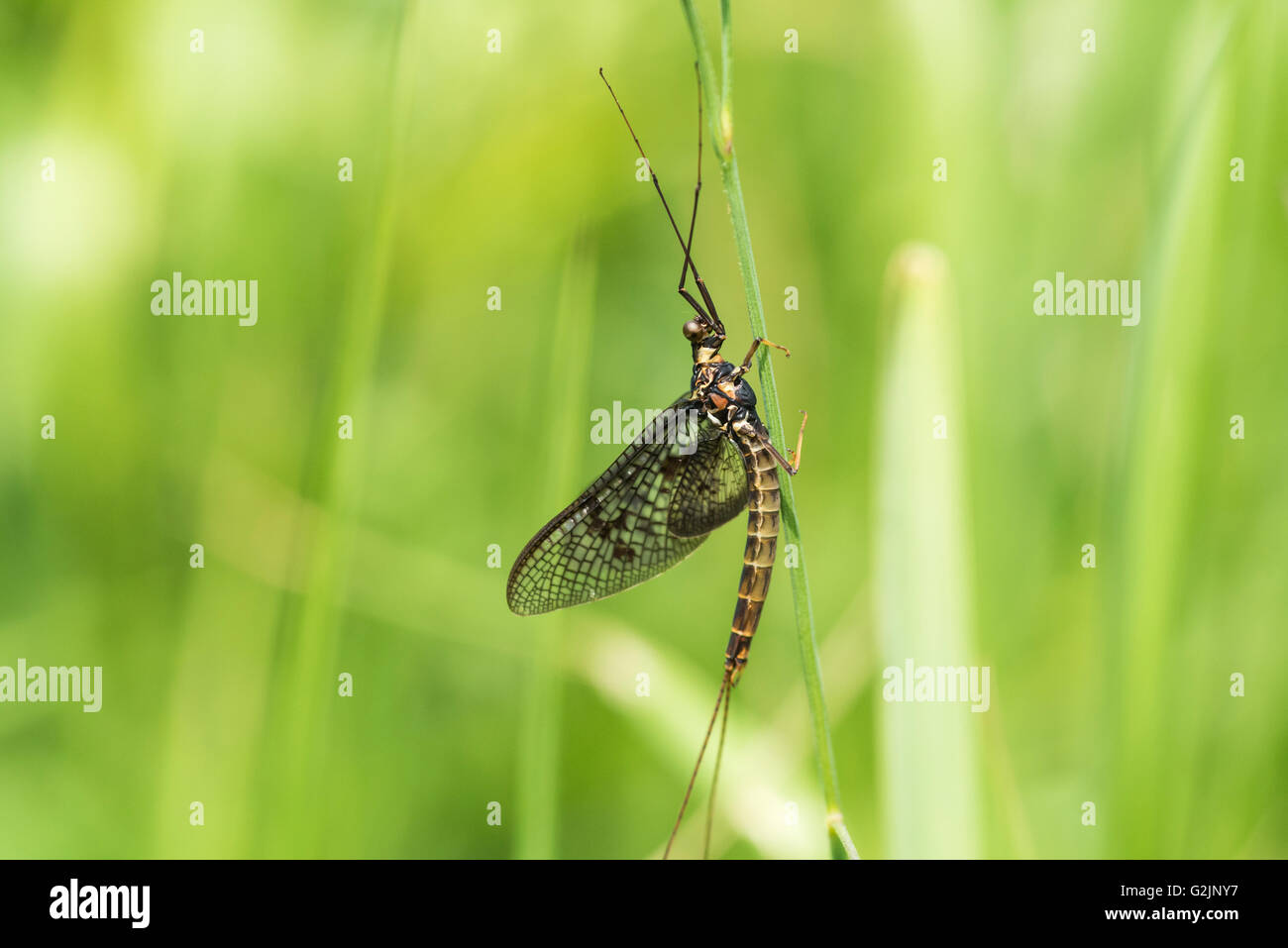 A Green Drake Mayfly clinging to a grass stem Stock Photo