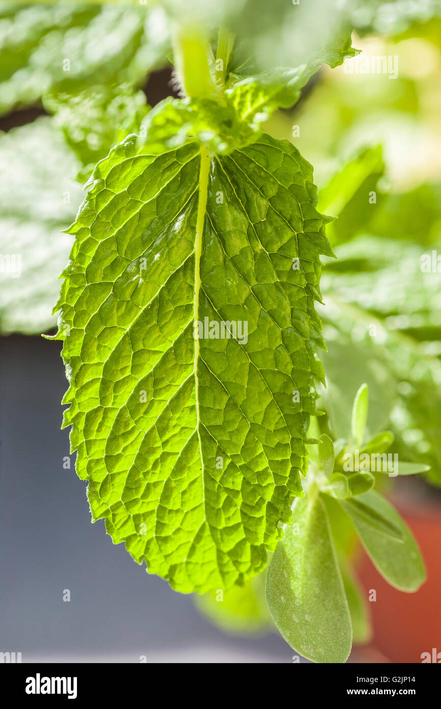 Feuille De Menthe Verte Stock Photo Alamy