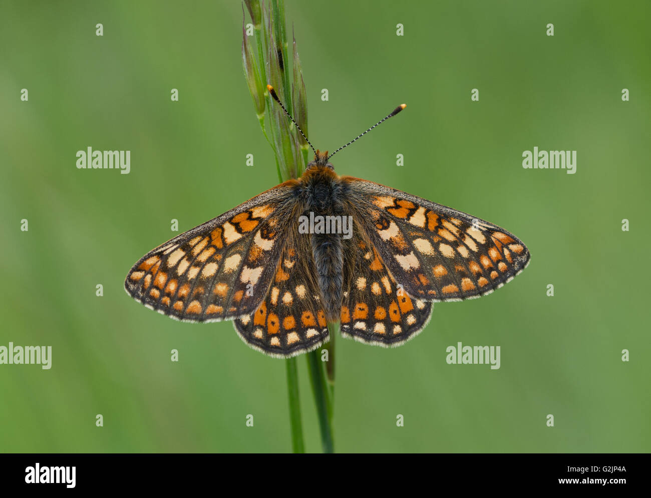 Marsh fritillary butterfly (Euphydryas aurinia), UK Stock Photo