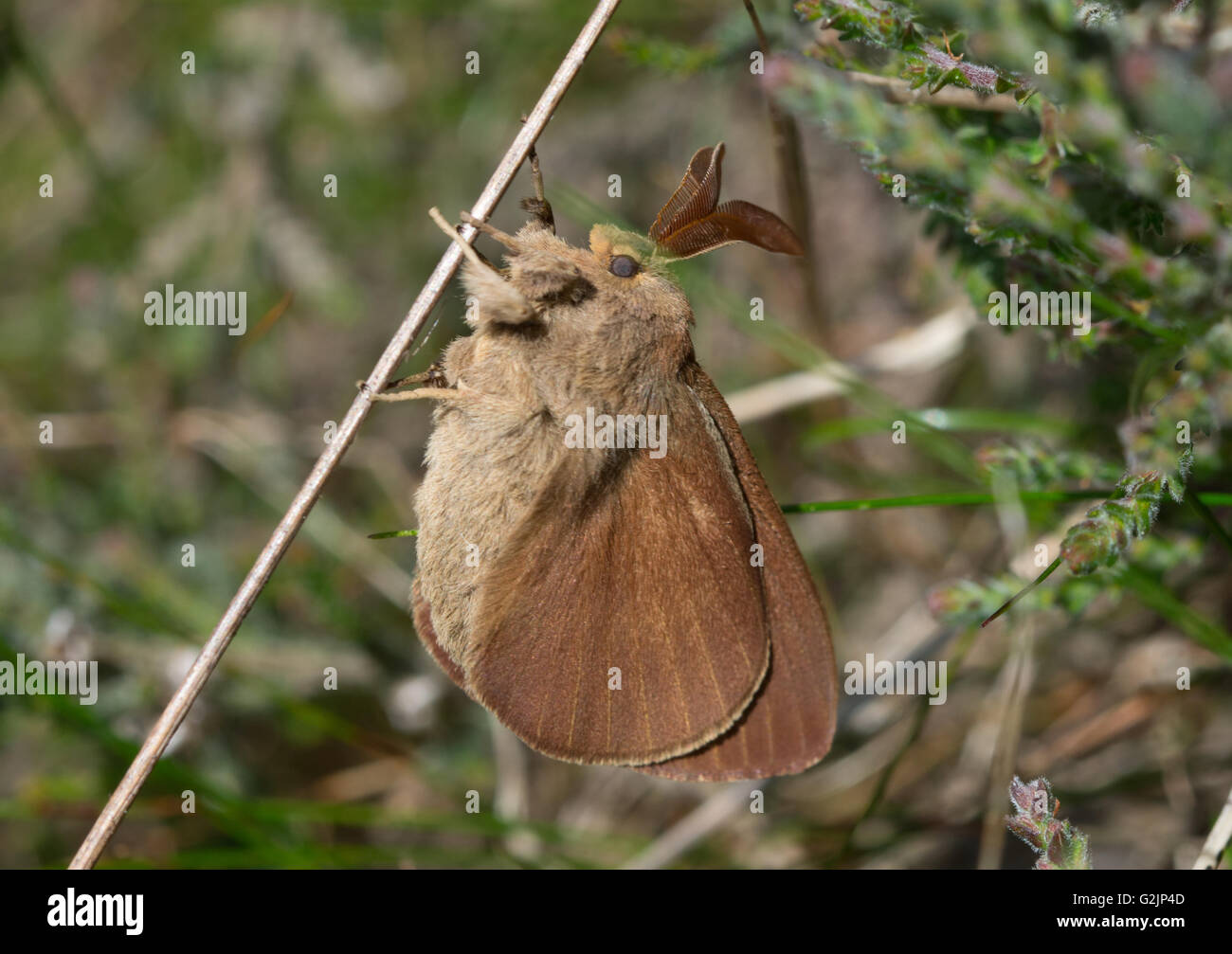 Male fox moth (Macrothylacia rubi) close-up in Surrey heathland in England Stock Photo
