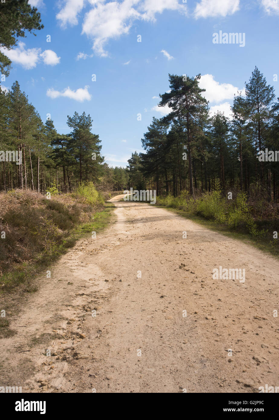 Sandy path through the Hurtwood forest at Peaslake, in the Surrey hills. Stock Photo