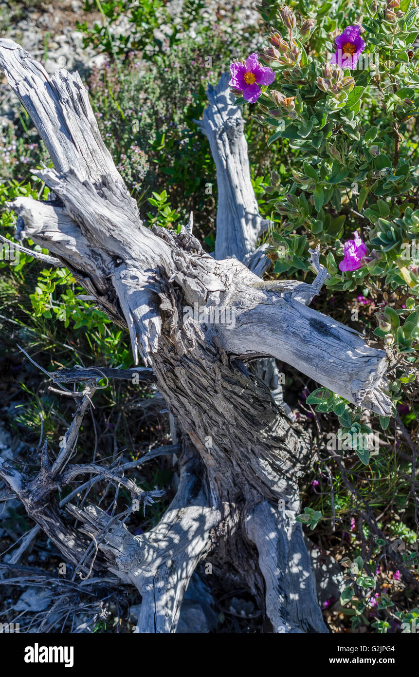 FORET DE STE BAUME, CISTE COTONNEUX, VAR 83 FRANCE Stock Photo