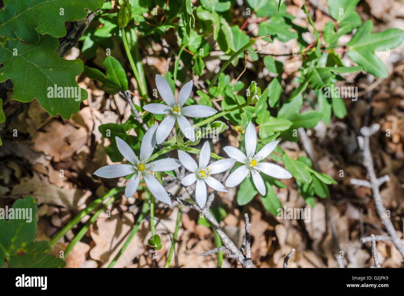 FORET DE STE BAUME, ORNITHOGALE EN OMBELLE ET THYM, VAR 83 FRANCE Stock Photo