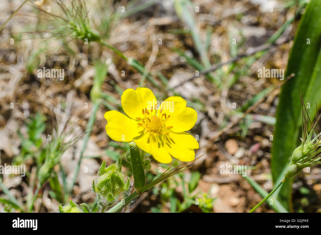 FORET DE STE BAUME, POTENTILLE JAUNE, VAR 83 FRANCE Stock Photo