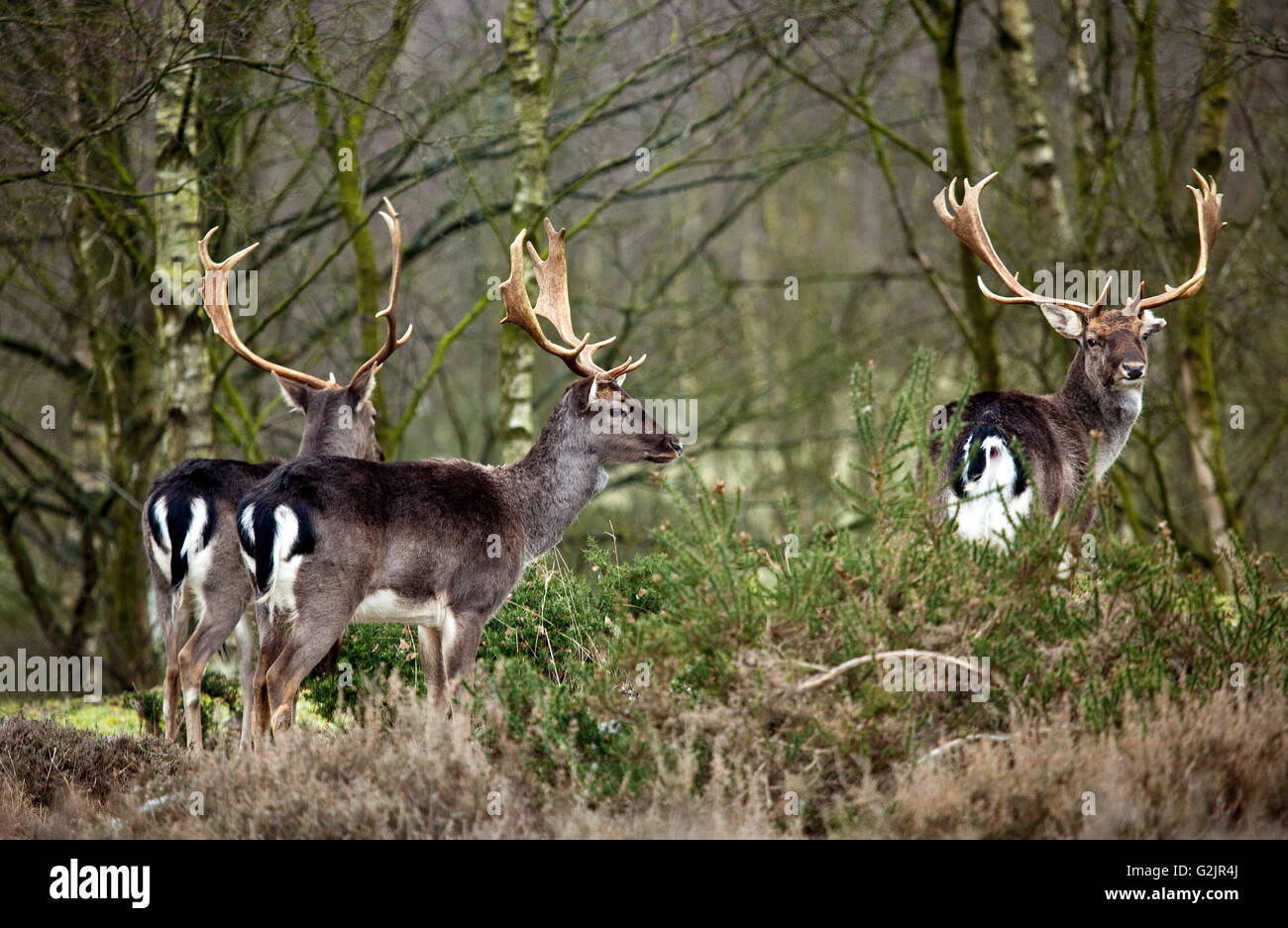 Trio of Stags from the wild herds of Fallow Deer in winter on Cannock Chase AONB Stock Photo