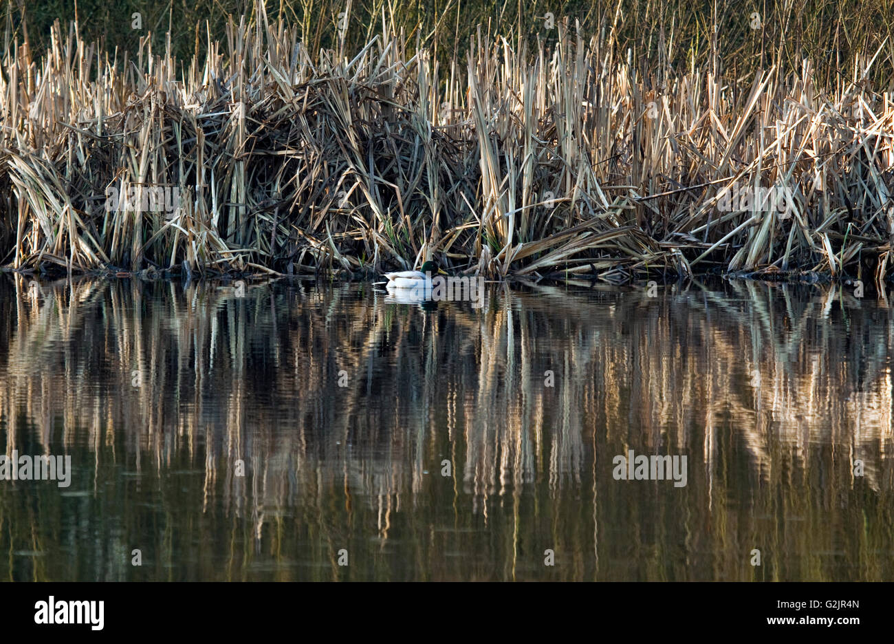 Wild Mallard male Duck at water`s edge near to Bull Rushes on Mere Pool ...