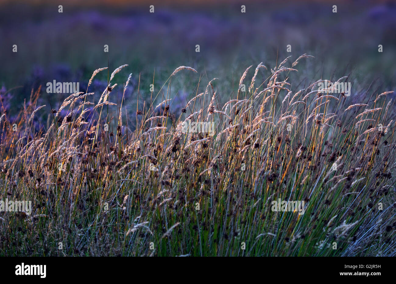 Wild grass on the heathland bathed in late evening light in late summer on Cannock Chase Area of Outstanding Natural Beauty Stock Photo