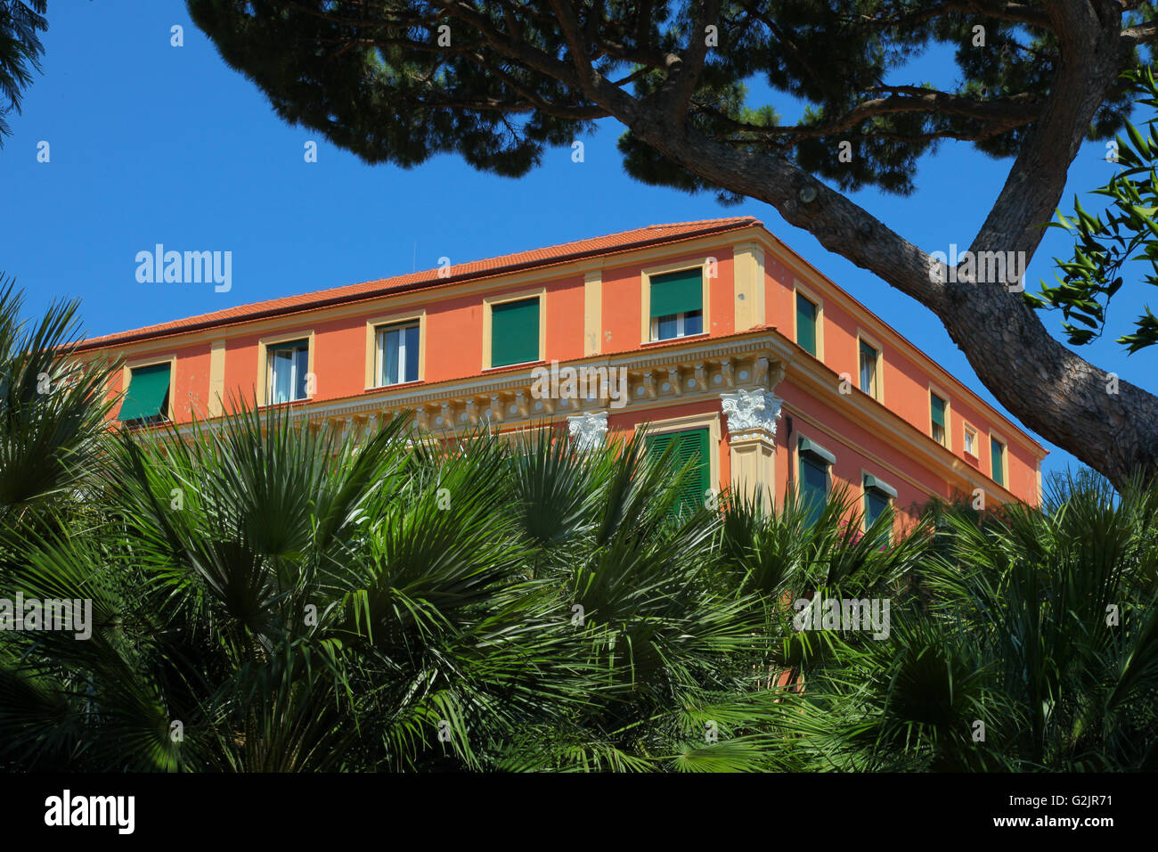 The stone pine, botanical name Pinus pinea, called the Italian stone pine, umbrella pine and parasol pine. Stock Photo
