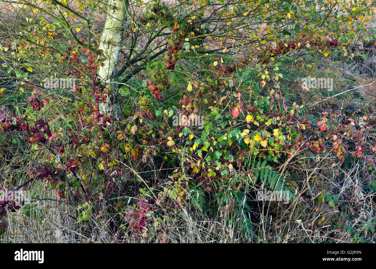 Wild Flora with stunning colour in autumn from Brambles under Silver Birch tree on Cannock Chase Area of Outstanding Natural Bea Stock Photo