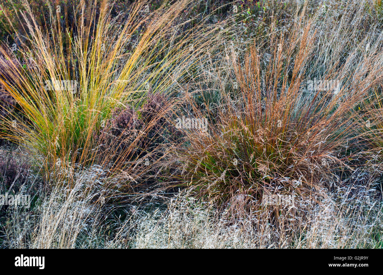 Flora wild grasses display stunning colour shape and texture in autumn on Cannock Chase Area of Outstanding Natural Beauty Staff Stock Photo