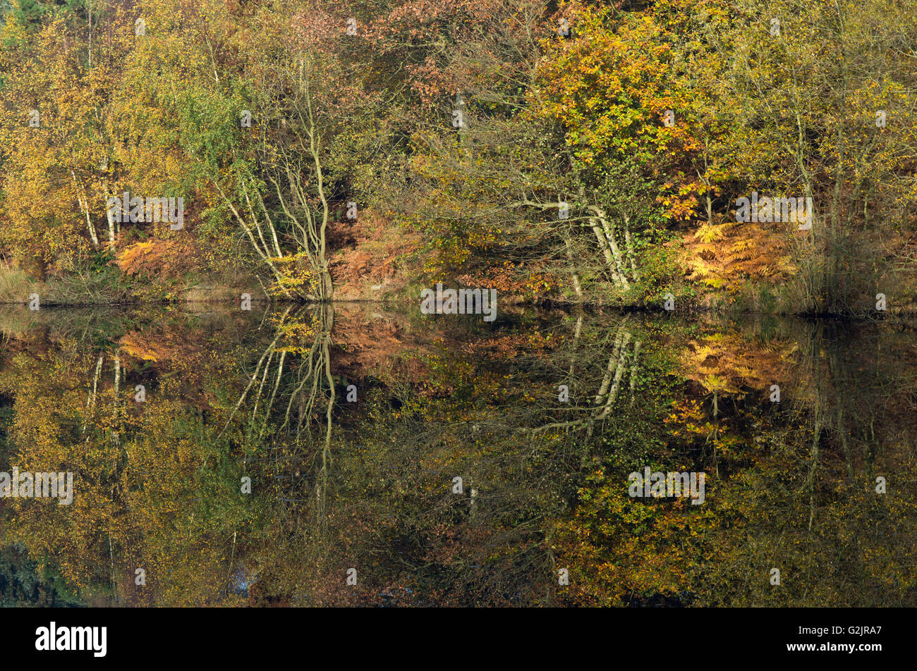 Autumn hues and tints of trees reflections on Horsepasture Pool on Cannock Chase Area of Outstanding Natural Beauty Staffordshir Stock Photo