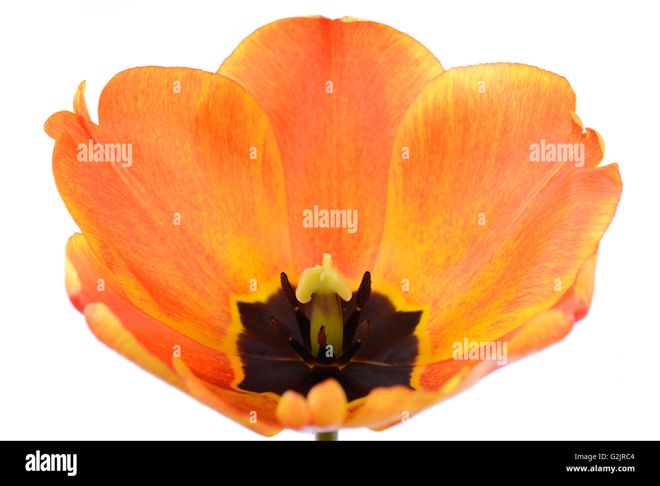 Tulipa  'Apeldoorn's Elite'  Tulip  Darwin Hybrid Group  April Stock Photo