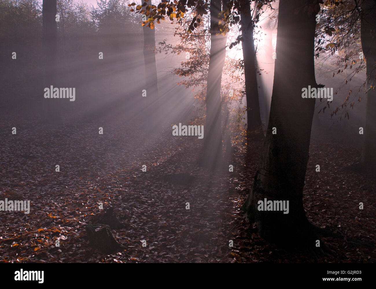 Sun rays penetrating autumnal mists in deciduous woodland on Cannock Chase Area of Outstanding Natural Beauty Staffordshire Stock Photo