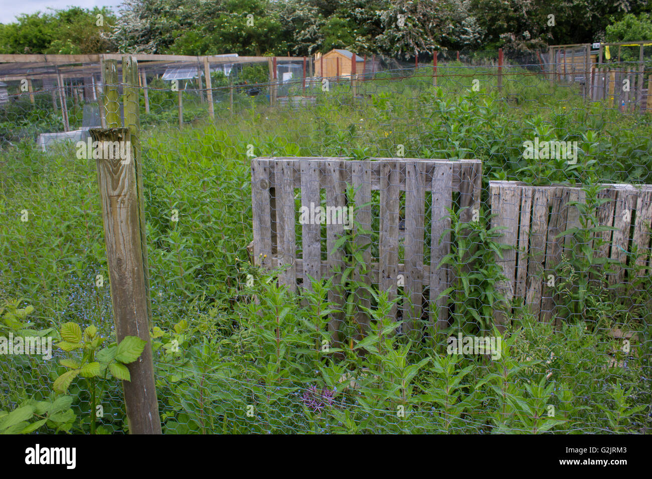 An allotment site in Abingdon, Oxfordshire, overgrown with weeds and nettles. Stock Photo