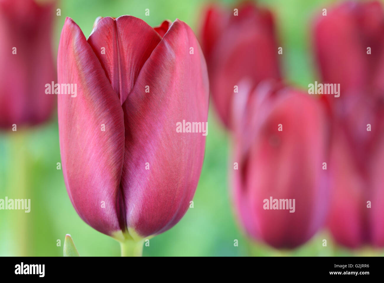 Tulipa  'National Velvet'  Tulip  Triumph Group  April Stock Photo