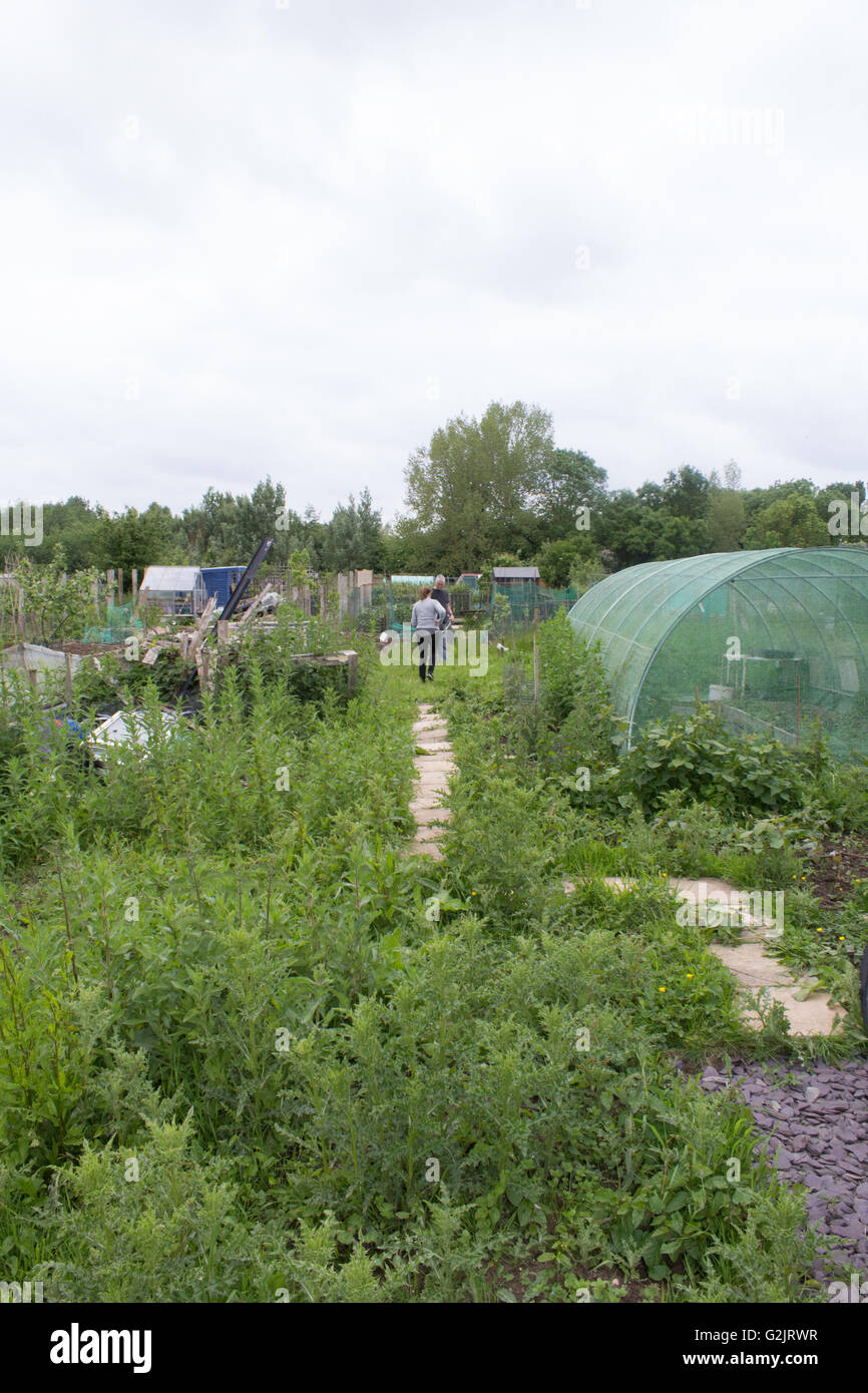 A couple tend an allotment patch heavy with weeds in Abingdon, Oxfordshire, UK Stock Photo