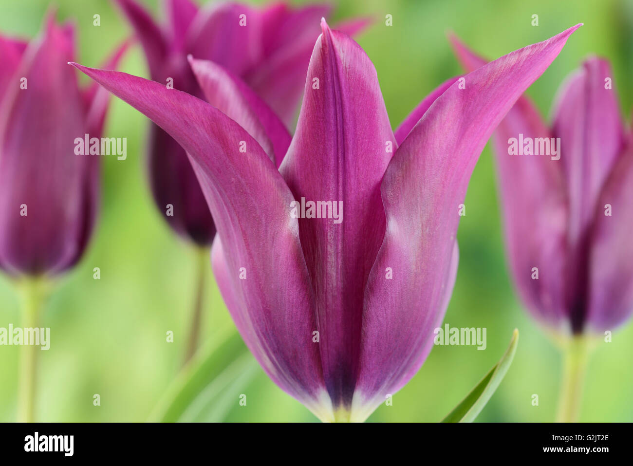 Tulipa  'Burgundy'  Tulip  Lily-flowered Group  April Stock Photo