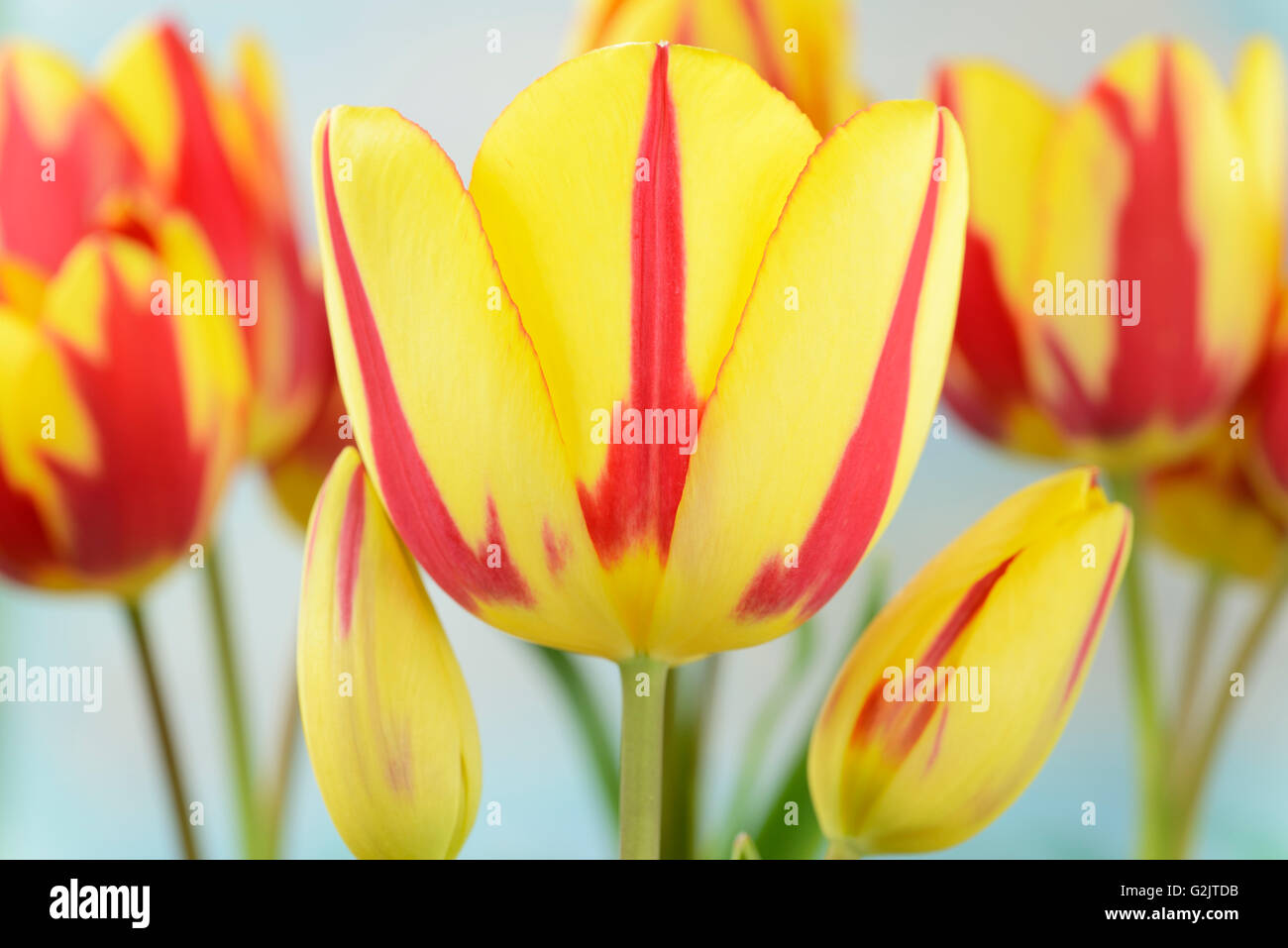 Tulipa  'Colour Spectacle'  Multi-flowered tulip  Single Late Group  April Stock Photo