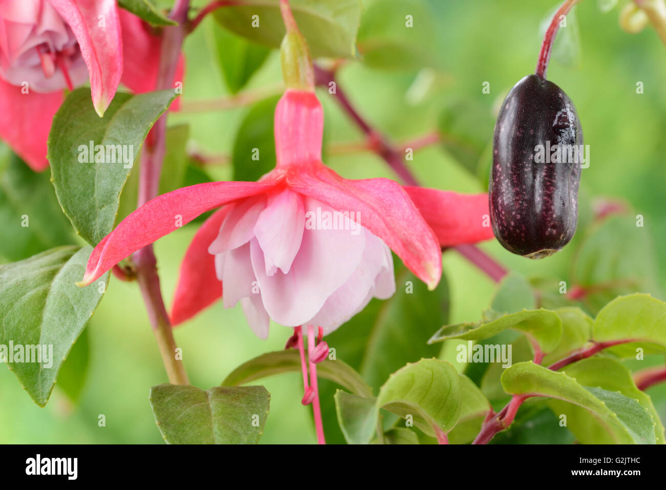 Fuchsia Unknown cultivar Flower and fruit October Stock Photo