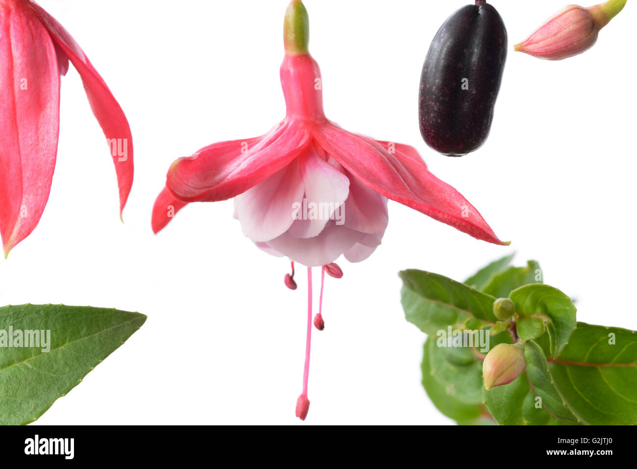 Fuchsia Unknown cultivar Flower leaves bud and fruit October Stock Photo