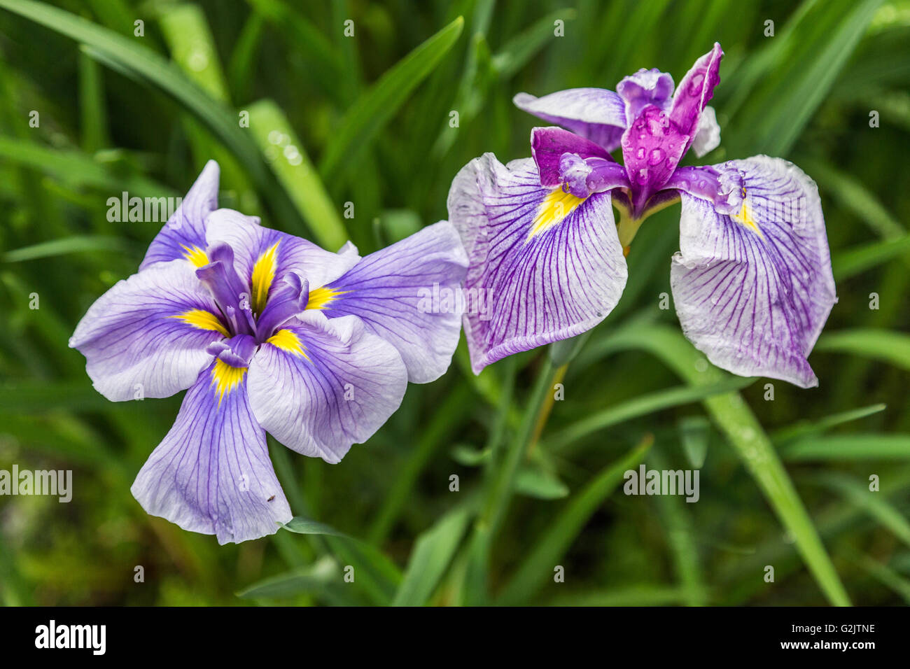 Japanese iris usually refers to three species of Iris - iris ayame or iris sanguinea, kakitsubata or iris laevigata or hanashobu Stock Photo