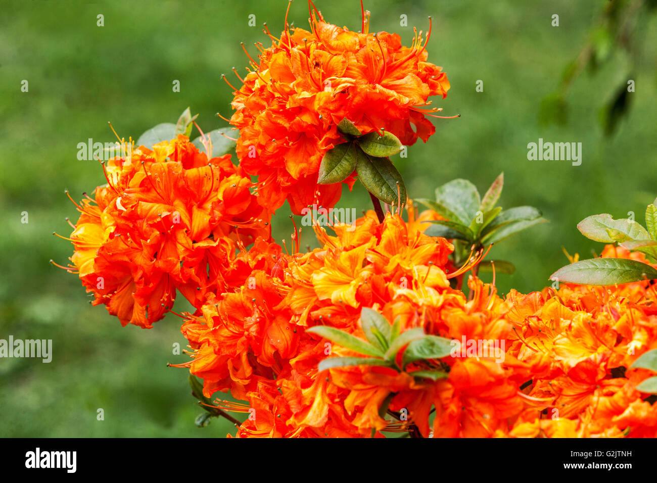 Rhododendron 'Harlequin', flowering Stock Photo