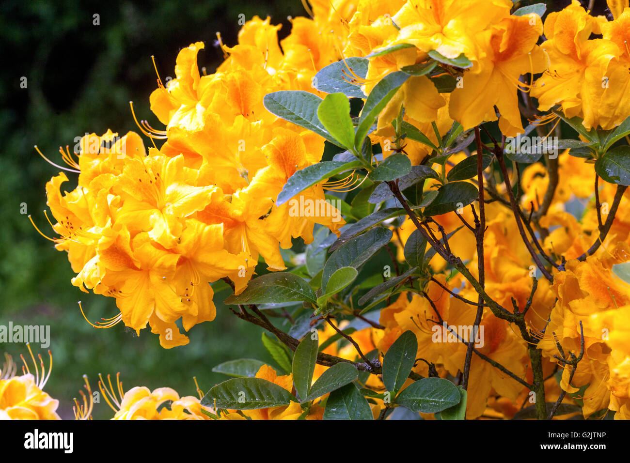 Rhododendron 'Golden Sunset', yellow flowering Stock Photo