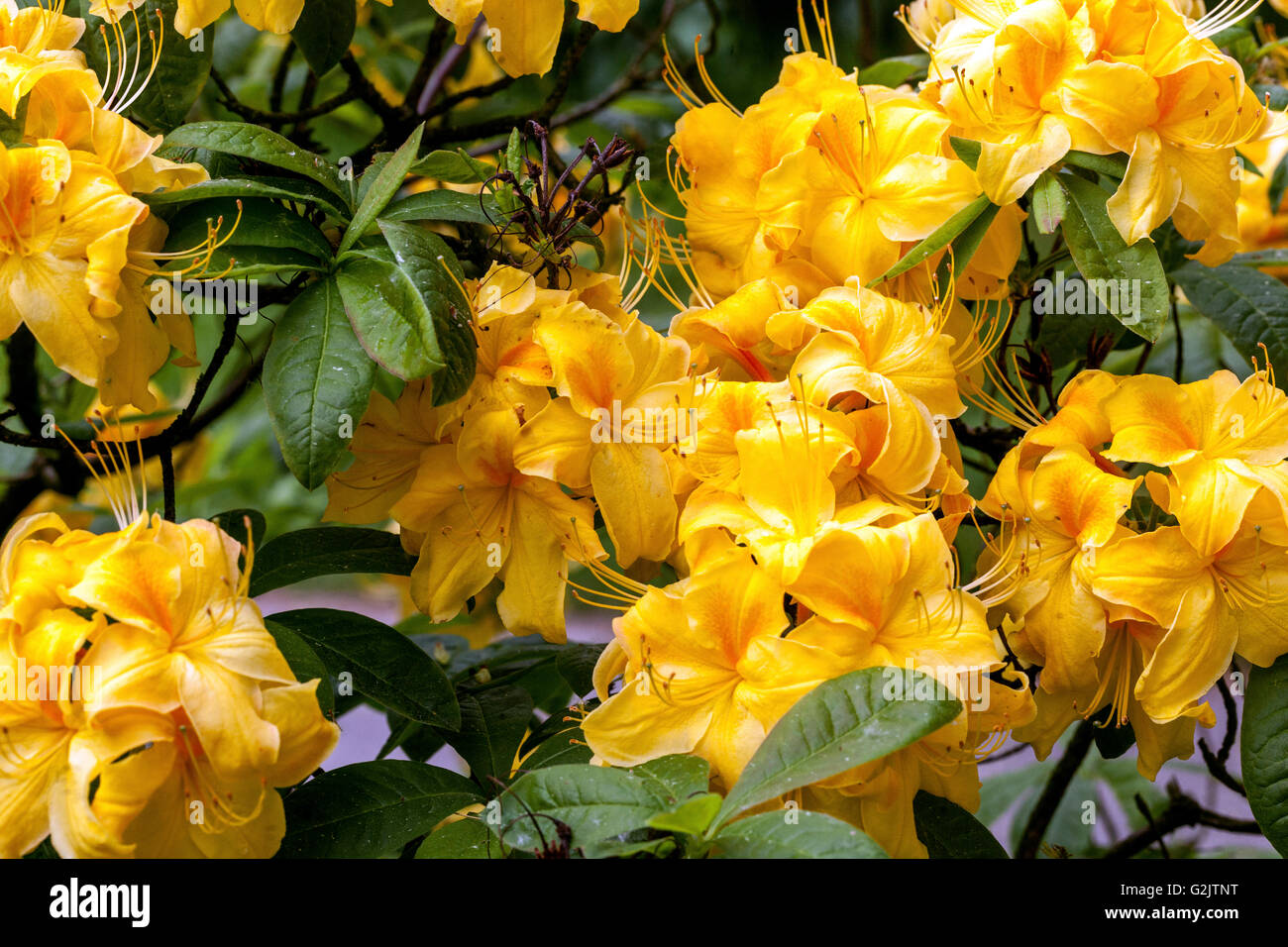 Yellow Rhododendron 'Gold Dust', yellow flowers Stock Photo