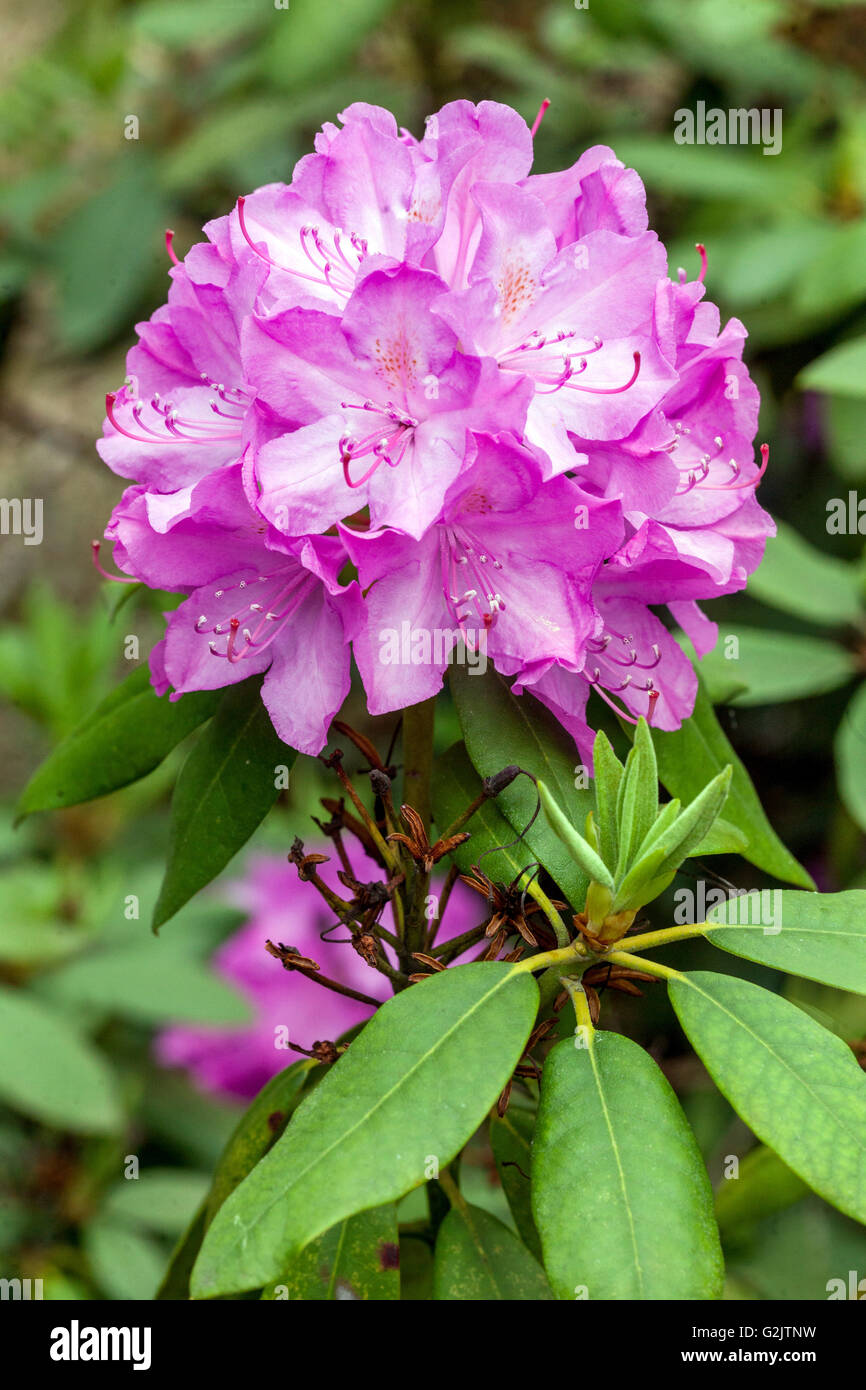 Purple Rhododendron 'Roseum Superbum', flowering Stock Photo